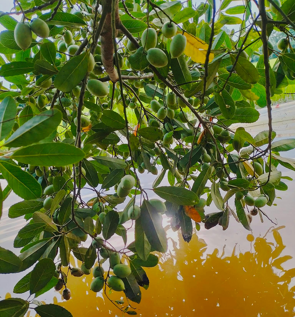 Vị chua ngọt của cà na